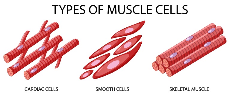 what is the specific function of cardiac muscle